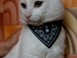 Мода для котов от Алиэкспресс